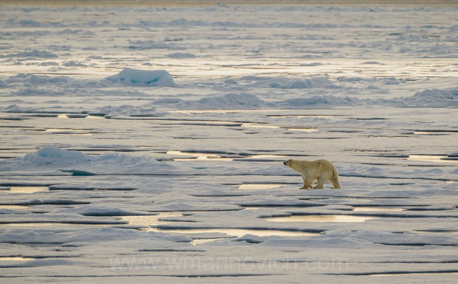 "Polar bear - Arctic - Marinovich Wildlife Photography"