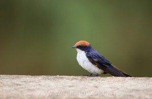 "Wire-tailed Swallow- Marinovich Wildlife Photography"