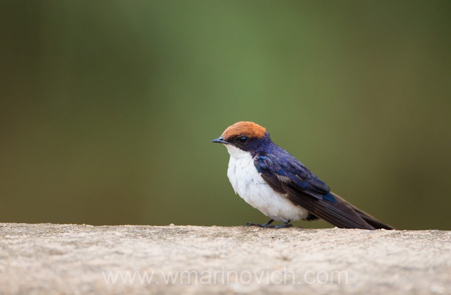 "Wire-tailed Swallow - Marinovich Wildlife Photography"