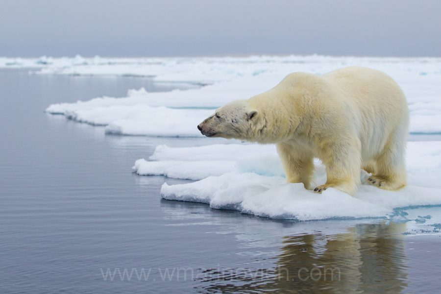 "Polar Bear - Arctic - Marinovich Wildlife Photography