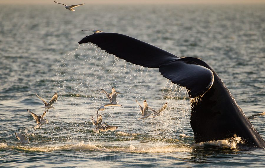 "Humpback Whale - Arctic - Marinovich Wildlife Photography