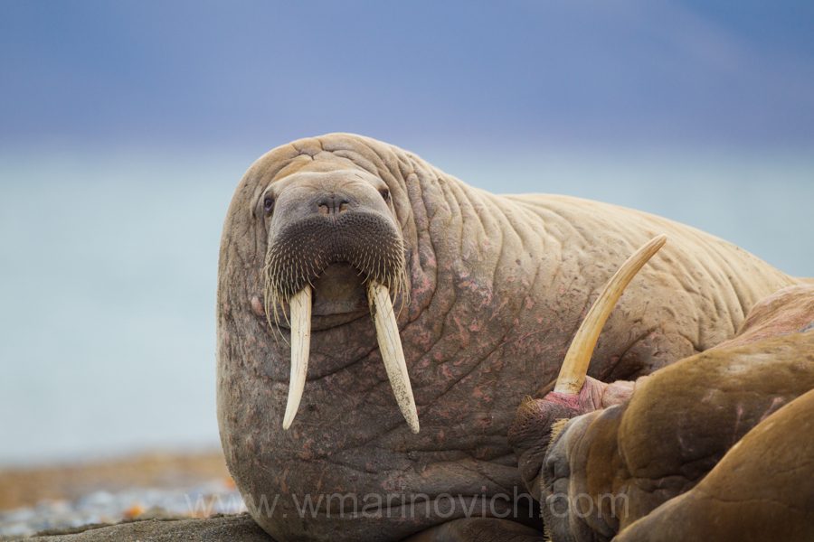 "Walrus - Arctic - Marinovich Wildlife Photography"