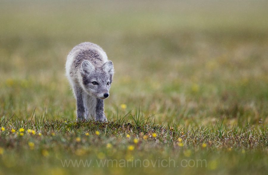 "Arctic Fox cub - Svalbard - Marinovich Wildlife Photography"