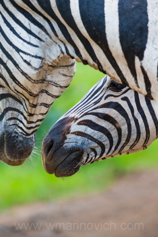 "Burchells Zebra - Hluhluwe-umfolozi - Marinovich Wildlife Photography"