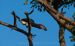 "Trumpeter Hornbill- Marinovich Wildlife Photography"