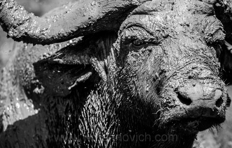 "Buffalo - Hluhluwe-umfolozi - Marinovich Wildlife Photography"