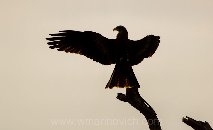 "Yellow-billed Kite - Marinovich Wildlife Photography"