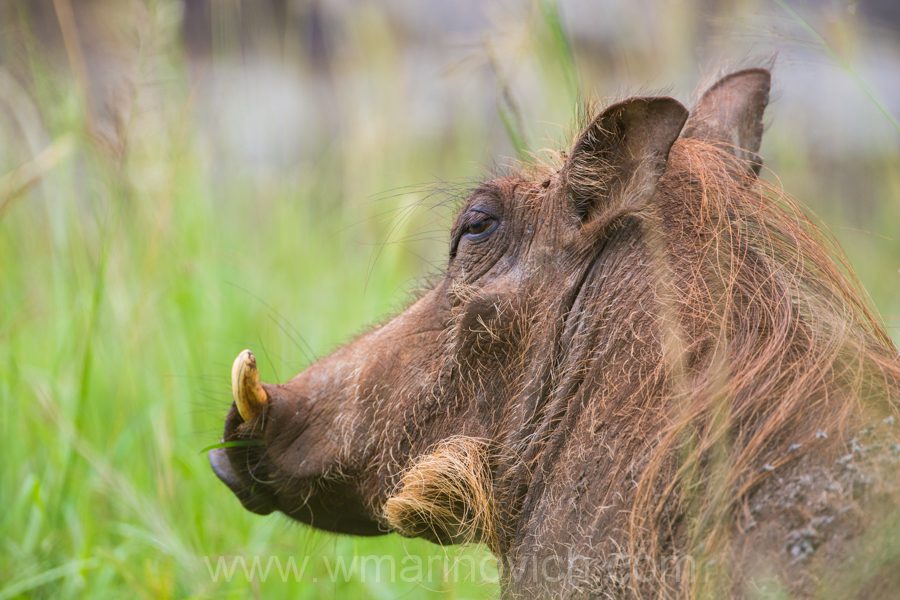 "Warthog - Marinovich Wildlife Photography"