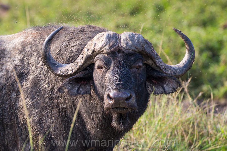 "African Buffalo - Marinovich Wildlife Photography"