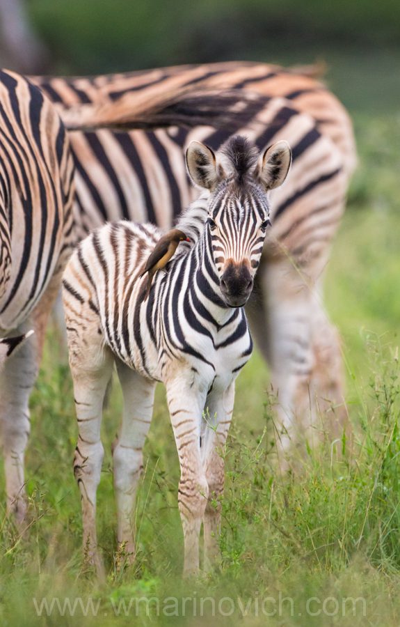 "Burchells Zebra foal- Marinovich Wildlife Photography"