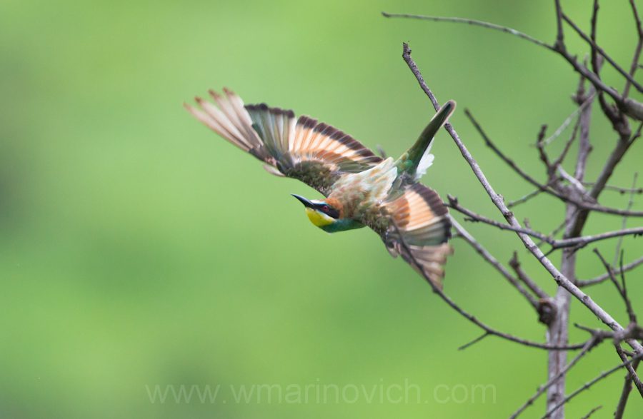 "European bee-eater - Marinovich Wildlife Photography"