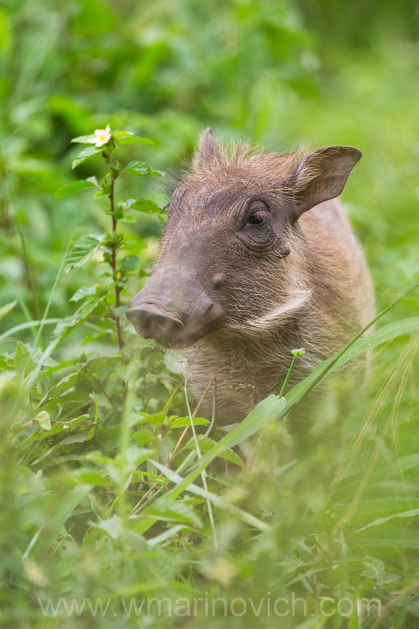 "Warthog piglet - Marinovich Wildlife Photography"
