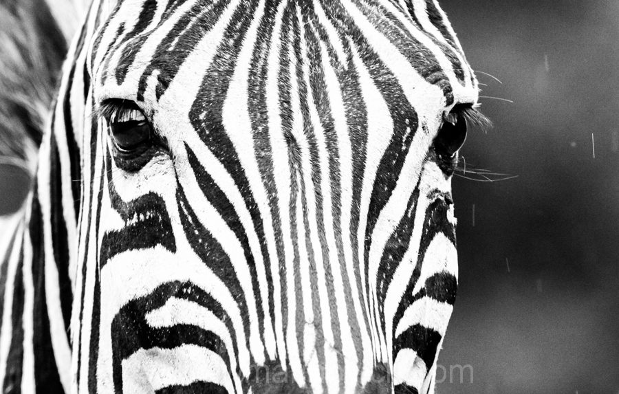 "Burchells Zebra - Marinovich Wildlife Photography"