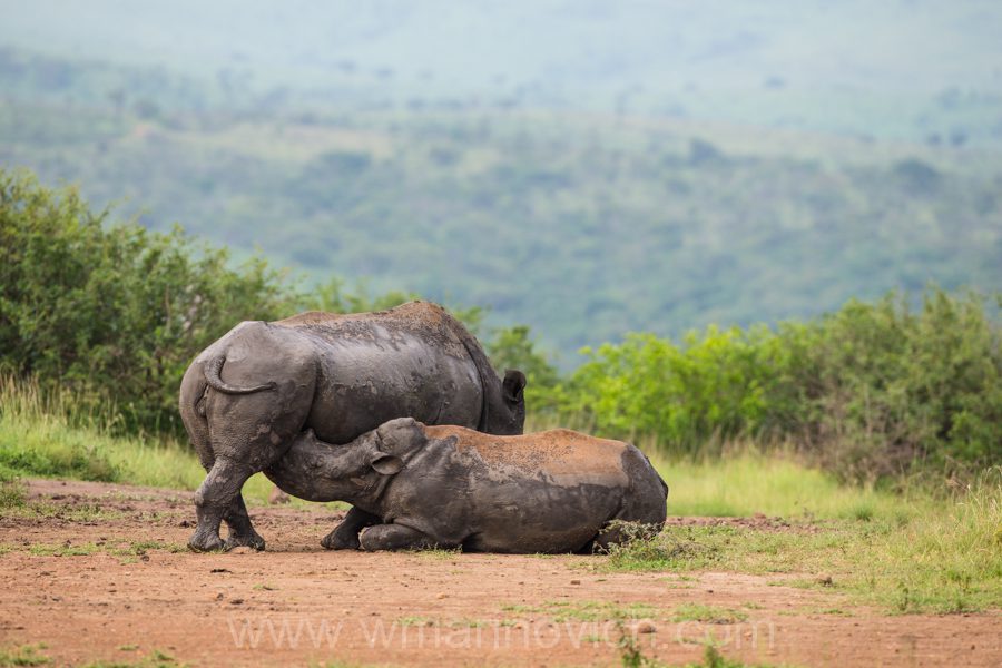 "White Rhino and calf - Marinovich Wildlife Photography"