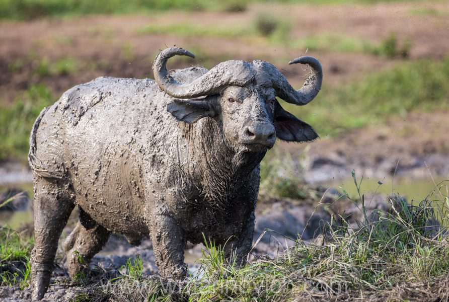 "African buffalo - Marinovich Wildlife Photography"