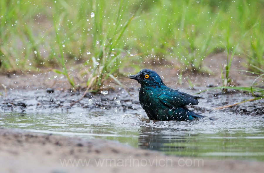 "Black-bellied Starling bathing - Marinovich Wildlife Photography"