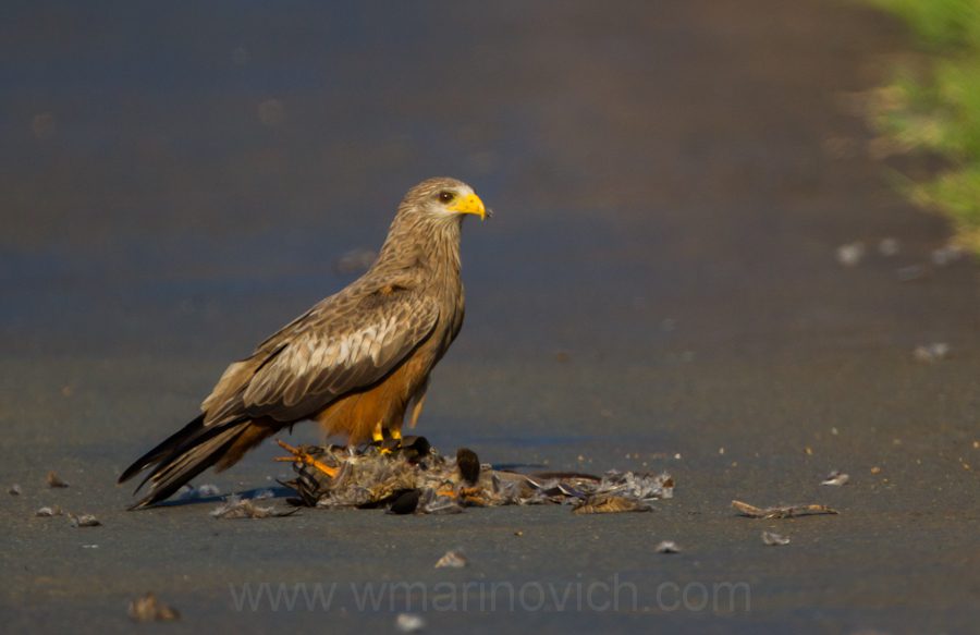 "Yellow-billed Kite - Marinovich Wildlife Photography"