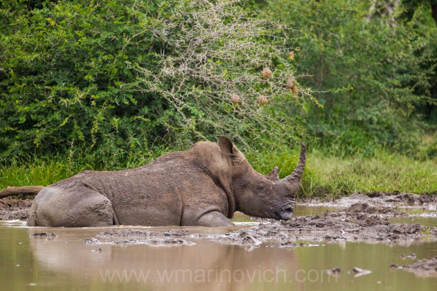 "White Rhino - Marinovich Wildlife Photography"