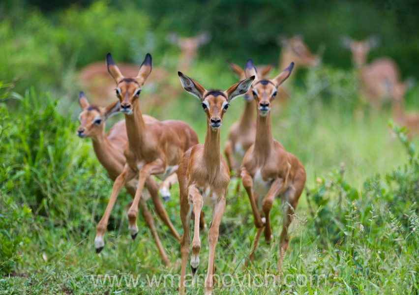 "Young impala - Marinovich Wildlife Photography"