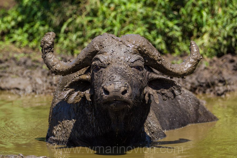 "African buffalo - Marinovich Wildlife Photography"