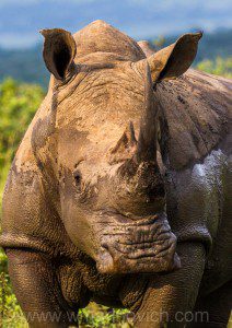 "White Rhino - Marinovich Wildlife Photography