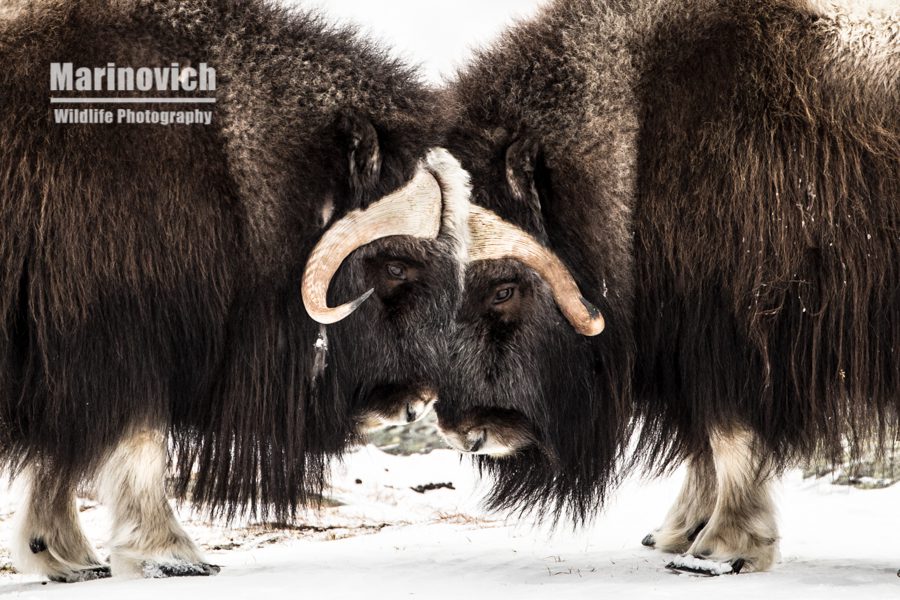 Musk Ox - Dovrefjell National Park - Marinovich Wildlife Photography