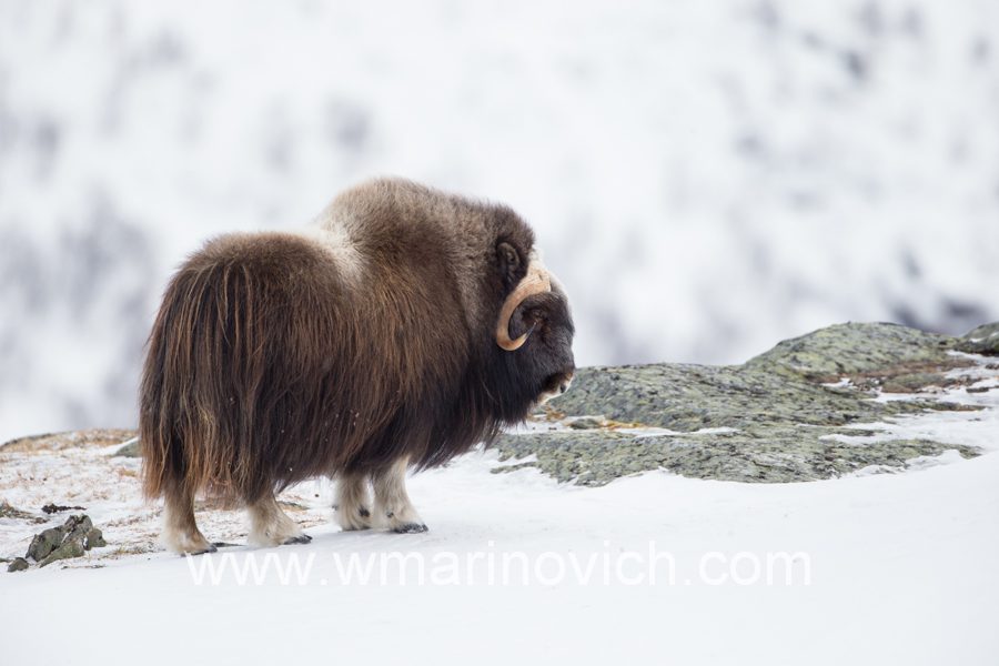 " Lone-musk-ox-dovrefjell-national-park-marinovich-wildlife-photography"