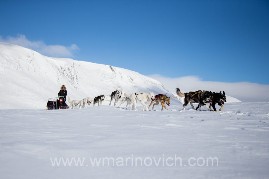 "Dog-sled-team-marinovich-wildlife-photography