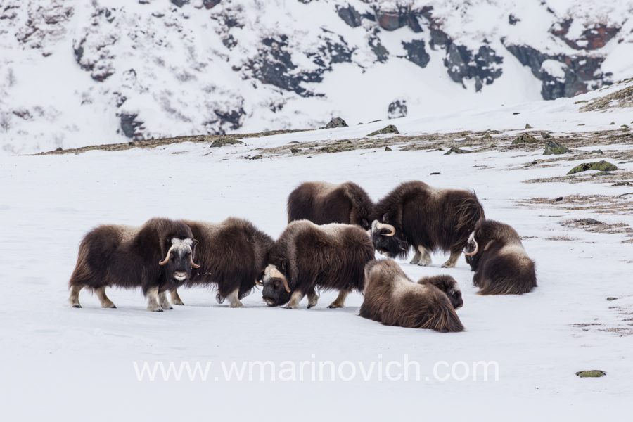 "Musk-ox-herd-dovrefjell-national-park-marinovich-wildlife-photography"