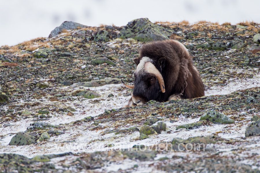 "musk-ox-dovrefjell-national-park-marinovich-wildlife-photography"