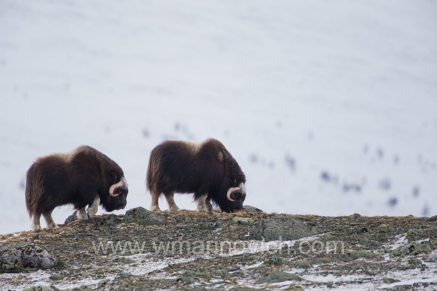 "Musk-ox-dovrefjell-national-park-marinovich-wildlife-photography"