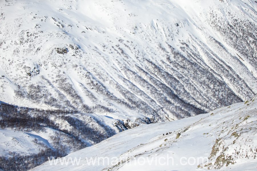 "Musk-ox-dovrefjell-national-park-marinovich-wildlife-photography"