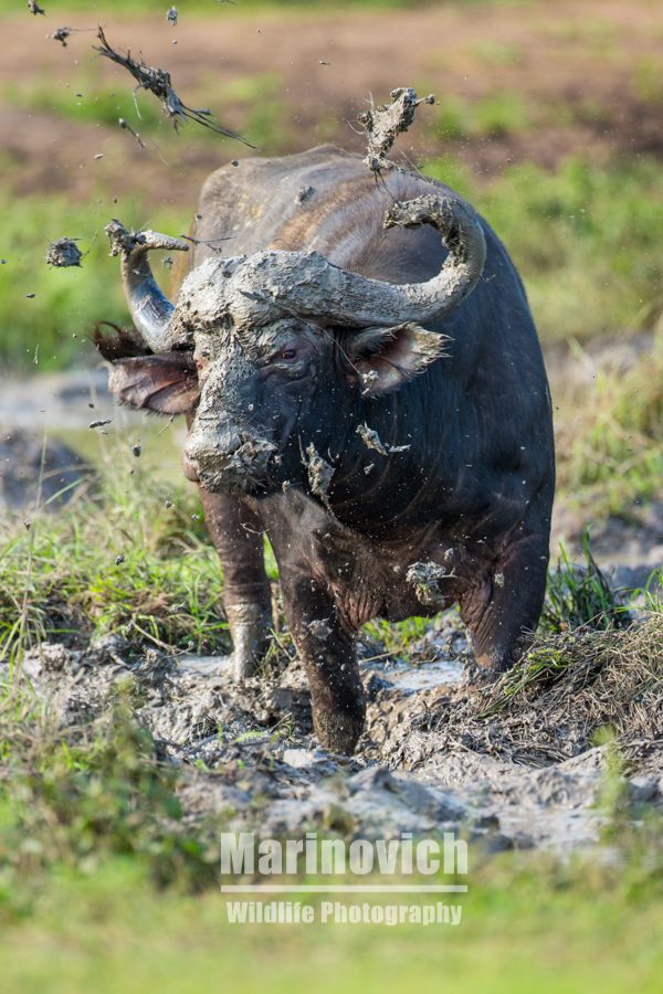 "African Buffalo throwing mud, Marinovich wildlife Photography"