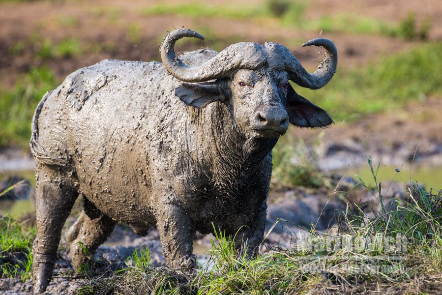 "Buffalo bull,  throwing mud, Marinovich wildlife Photography"