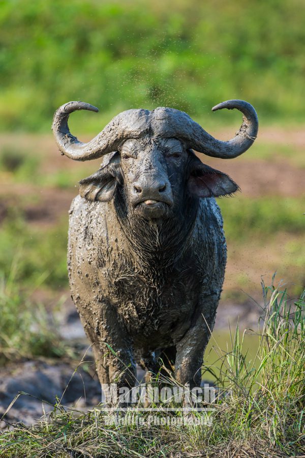"African Buffalo stare down, Marinovich wildlife Photography"