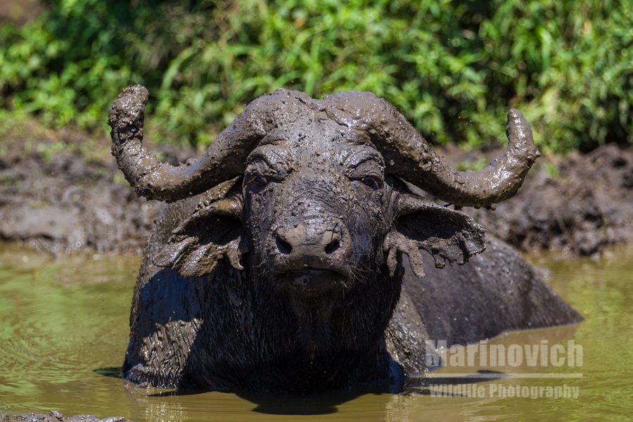 "African Buffalo cooling off, Marinovich wildlife Photography"