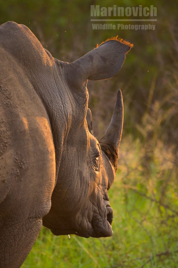 "White Rhino Bull at dawn"