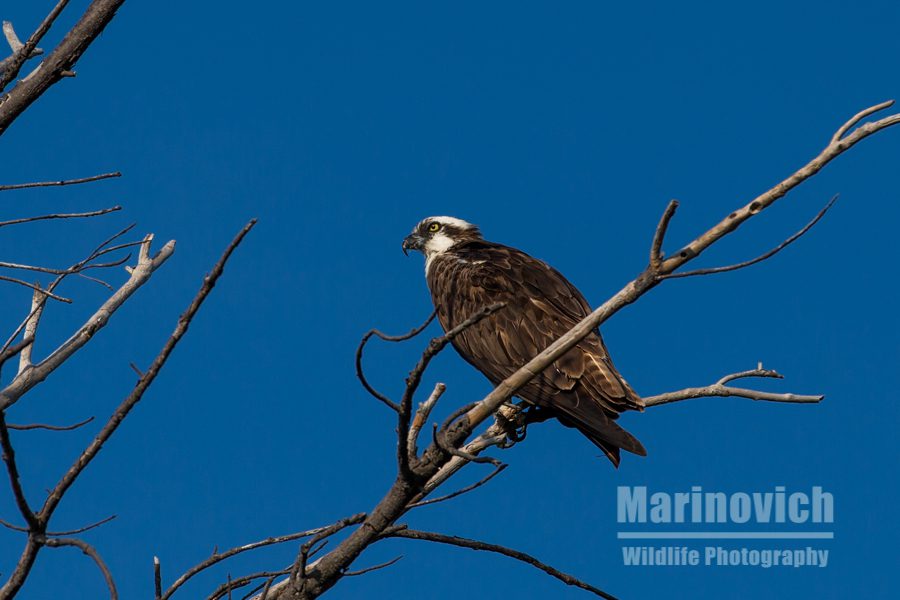 " Osprey in Florida - Marinovich Wildlife Photography"
