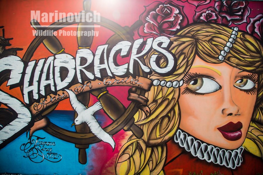 "Shadracks at St Pete's Beach - Marinovich Wildlife Photography"