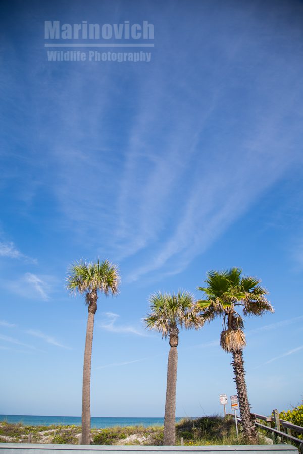 "St Pete's Beach Palm trees- Marinovich Wildlife Photography"
