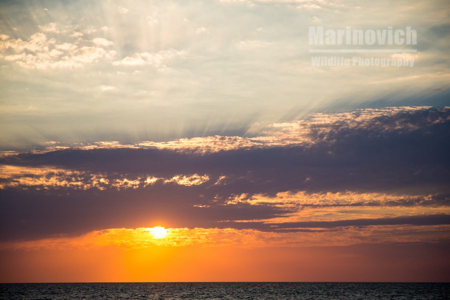 "Sunset - Marinovich Wildlife Photography"