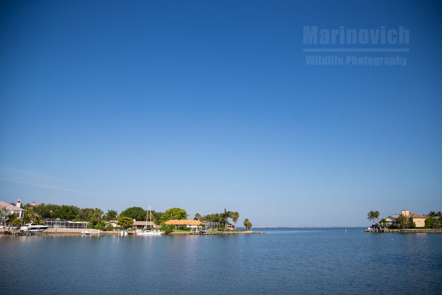"Florida Waterways - Marinovich Wildlife Photography"
