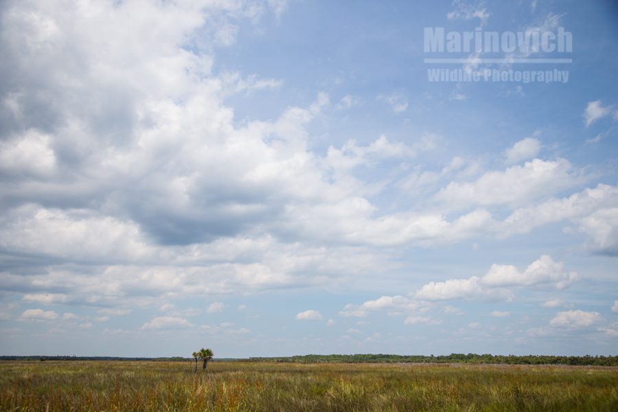"Everglades expanse - Marinovich Wildlife Photography"