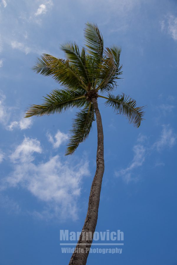 "Palm tree south Miami - Marinovich Wildlife Photography"