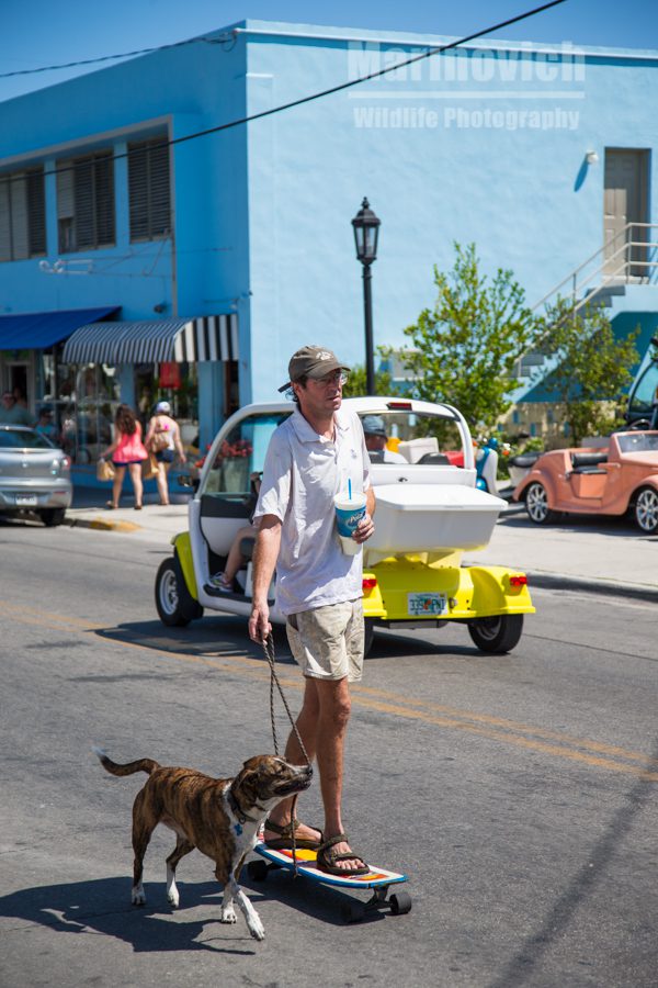 "Dog walking Key West style - Marinovich Wildlife Photography"