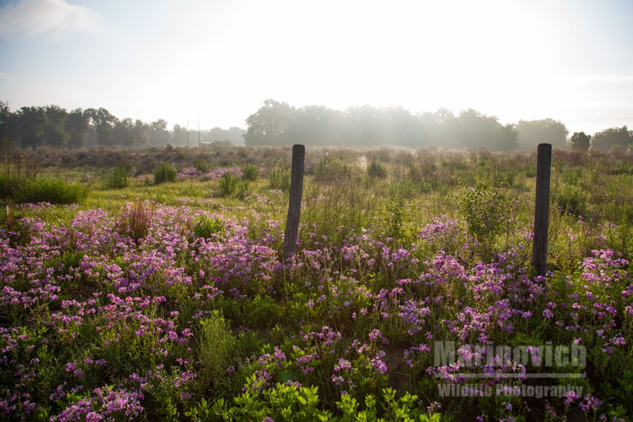 "Flower sunrise - Marinovich Wildlife Photography"