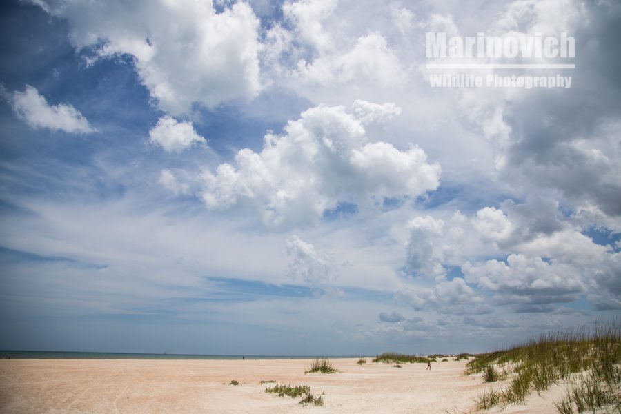 "St Augustine beach - Marinovich Wildlife Photography"
