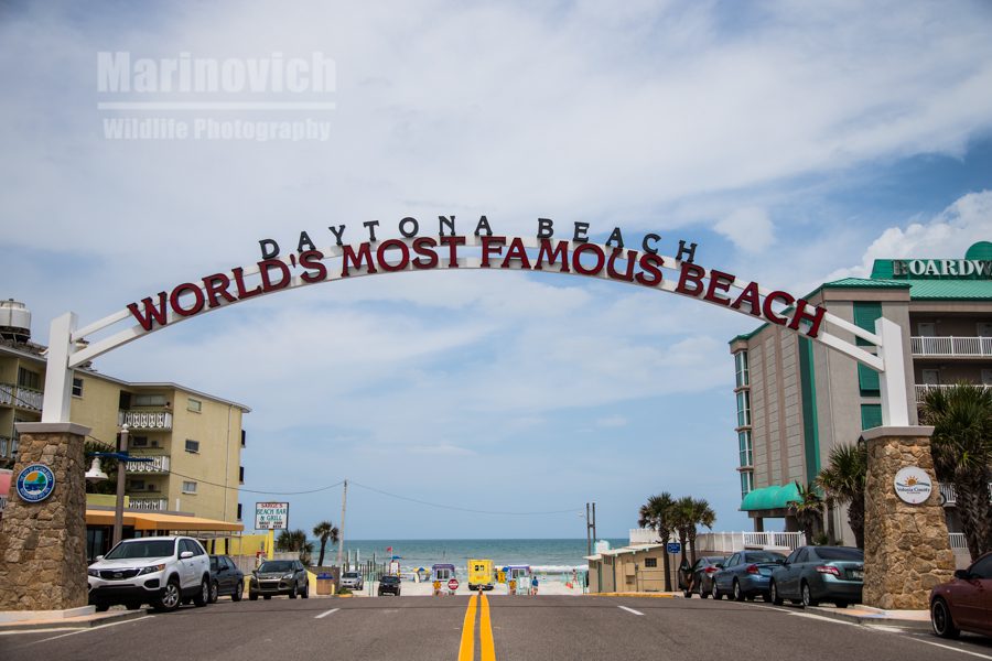 "Daytona beach entrance - Marinovich Wildlife Photography"