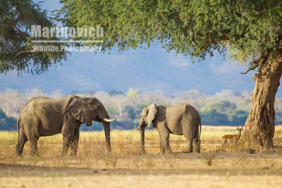"Mana Pools elephants - Marinovich Wildlife Photography"