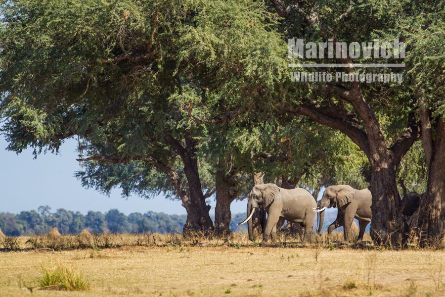 "Elephants in Mana Pools - Marinovich Wildlife Photography"